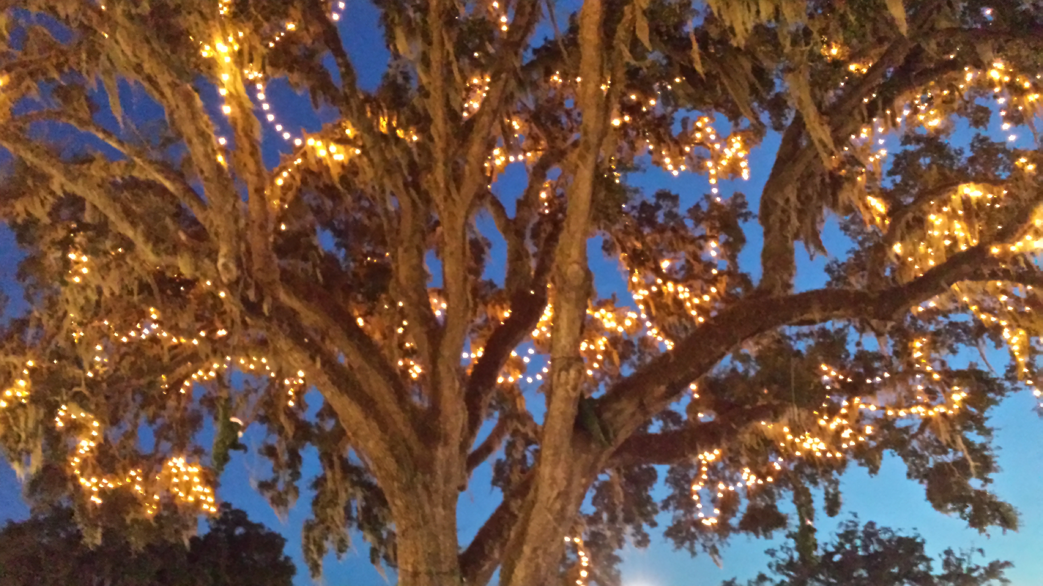 Photo Friday: Oak Tree with Christmas Lights