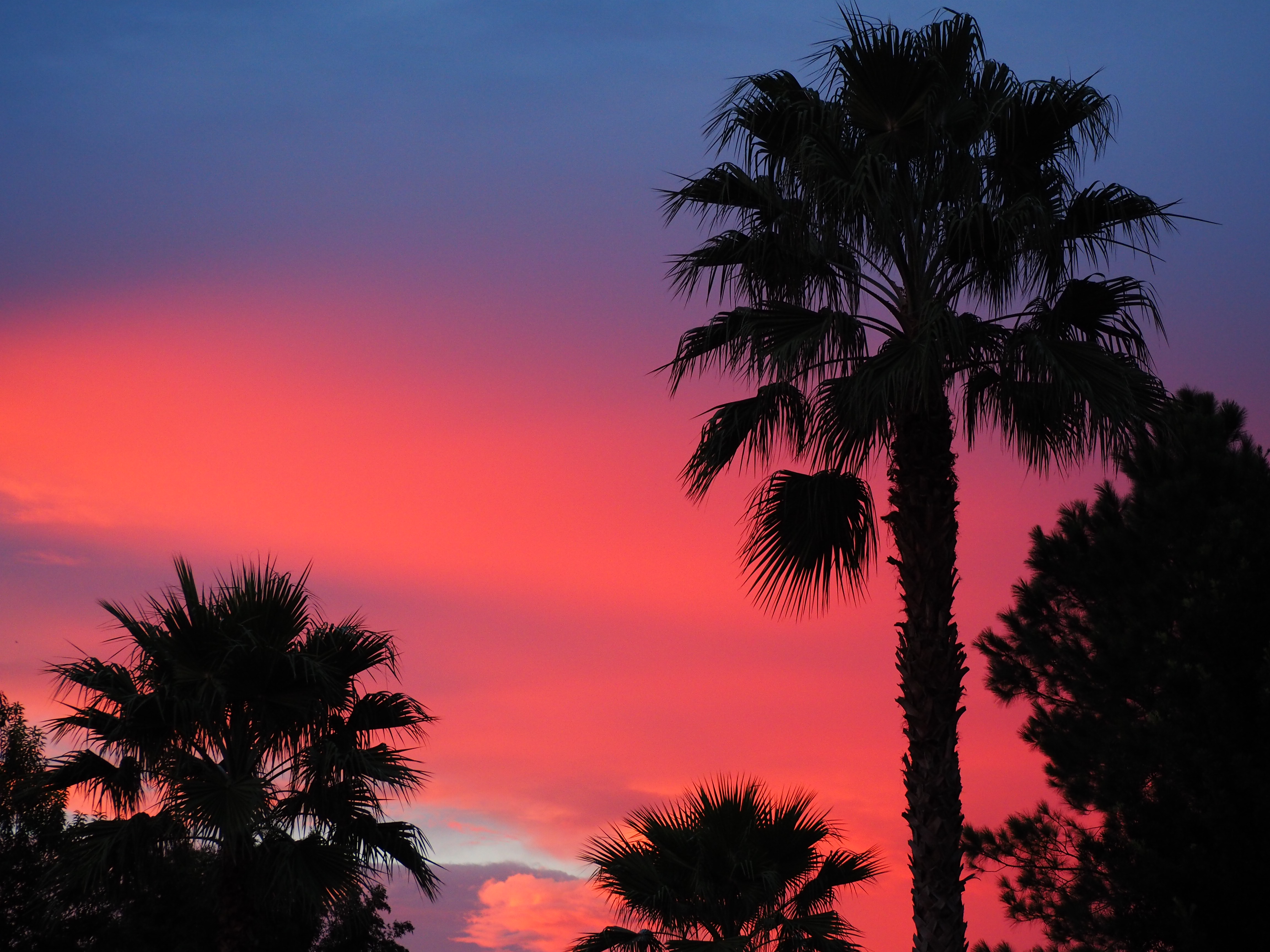 Photo Friday: Sunset Palms