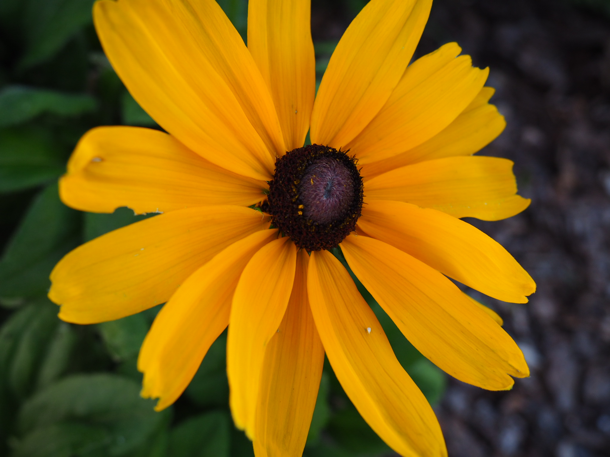 Photo Friday: Yellow Flower on a Fall Day