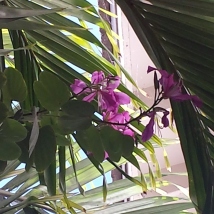 Bougainvillea bloom